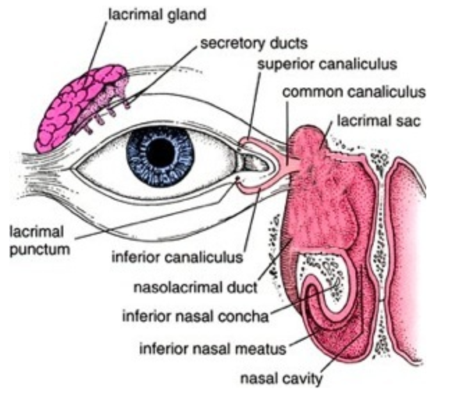 Liverpool Eye Clinic - Lacrimal Surgery